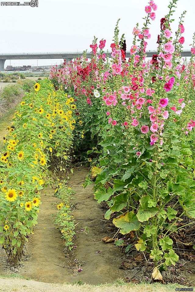 台南學甲竹竿花(蜀葵、一丈紅)