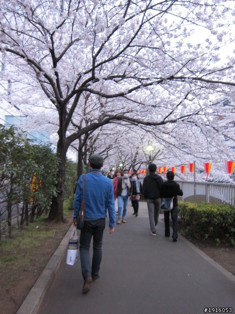 日大大さくら祭り/千鳥之淵/靖國神社/新宿御苑/目黑川賞櫻