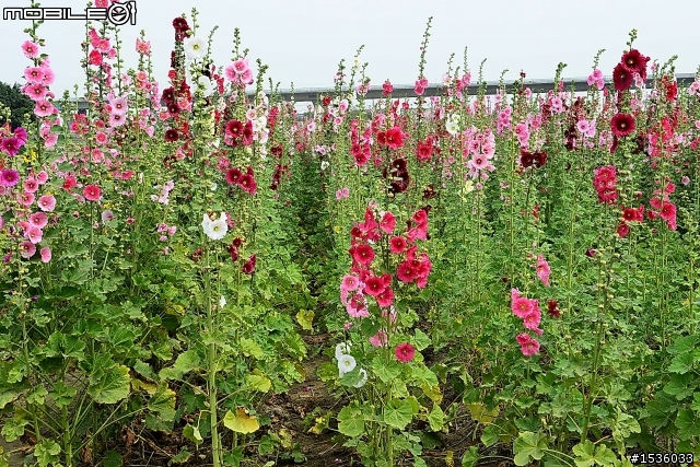 台南學甲竹竿花(蜀葵、一丈紅)