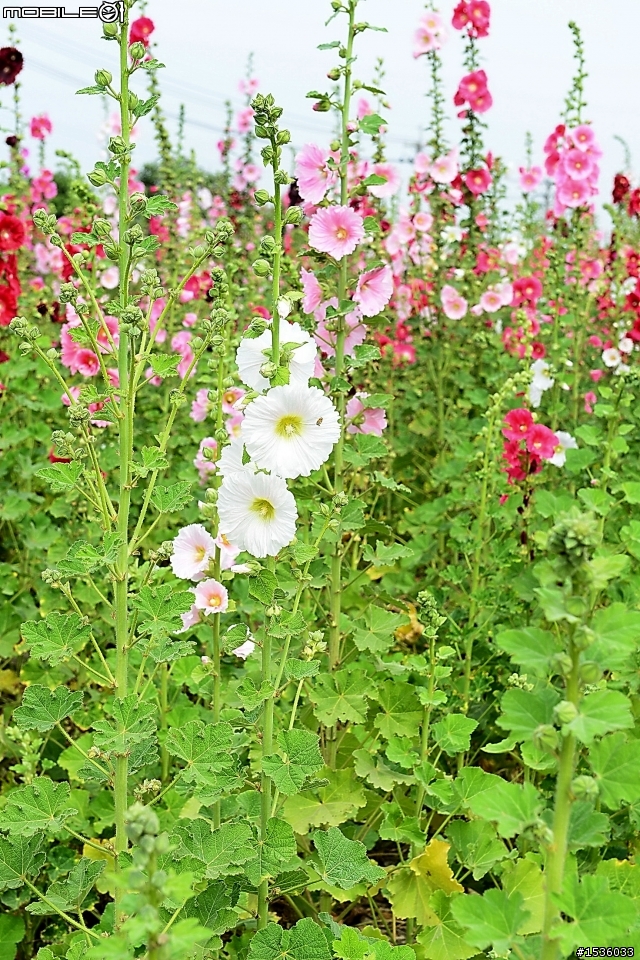 台南學甲竹竿花(蜀葵、一丈紅)