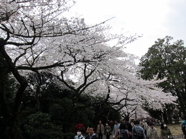 日大大さくら祭り/千鳥之淵/靖國神社/新宿御苑/目黑川賞櫻