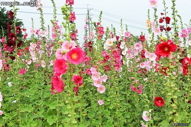 台南學甲竹竿花(蜀葵、一丈紅)