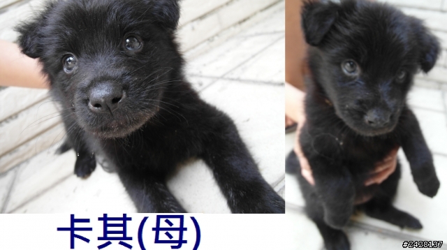 高雄楠梓某科技大學四隻狗寶寶,等待您的愛心認養(均已認養)
