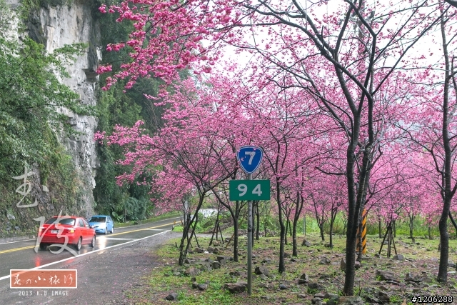 【台中‧武陵農場】夢境般的櫻花林