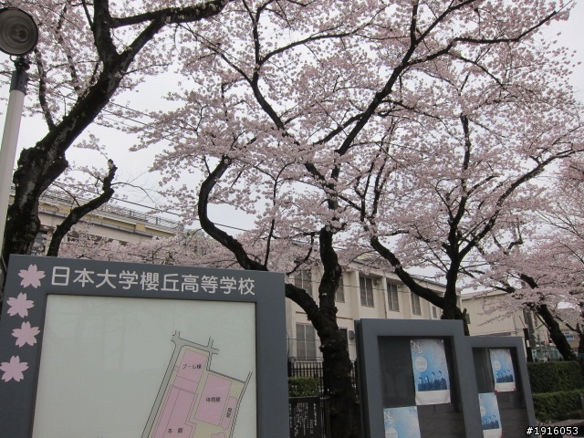 日大大さくら祭り/千鳥之淵/靖國神社/新宿御苑/目黑川賞櫻