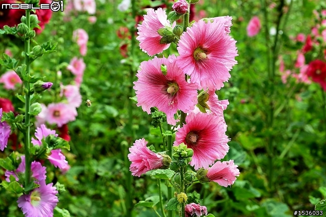 台南學甲竹竿花(蜀葵、一丈紅)