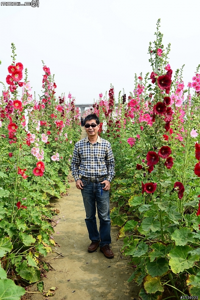 台南學甲竹竿花(蜀葵、一丈紅)