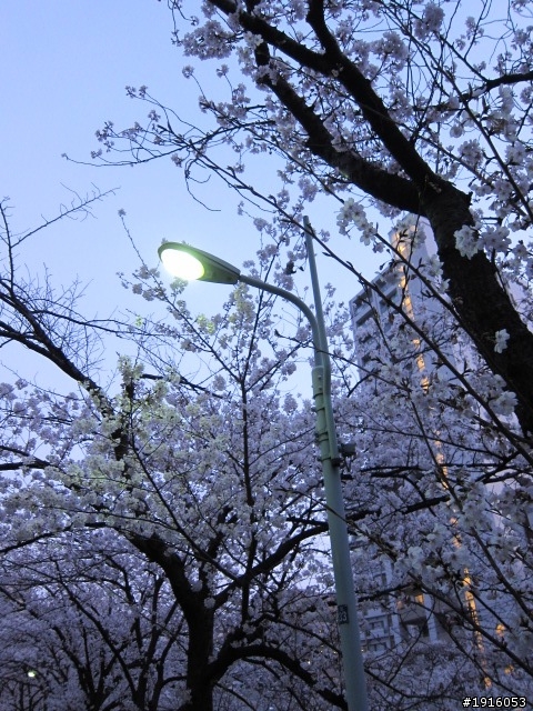 日大大さくら祭り/千鳥之淵/靖國神社/新宿御苑/目黑川賞櫻