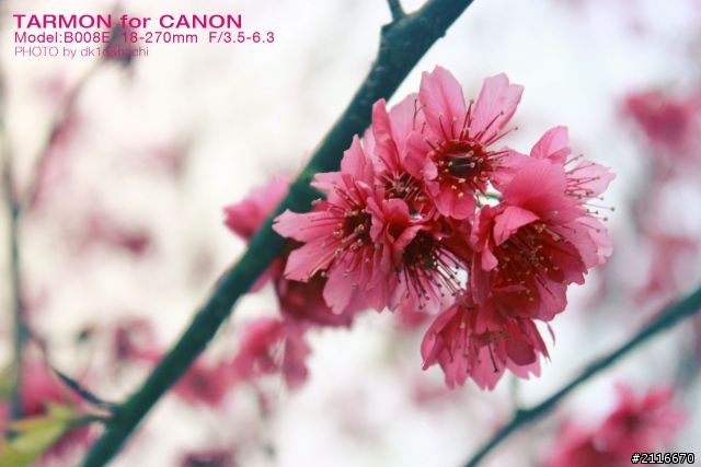 開箱兼分享600D+ TAMARON 18-270mm PZD B008 四處亂拍