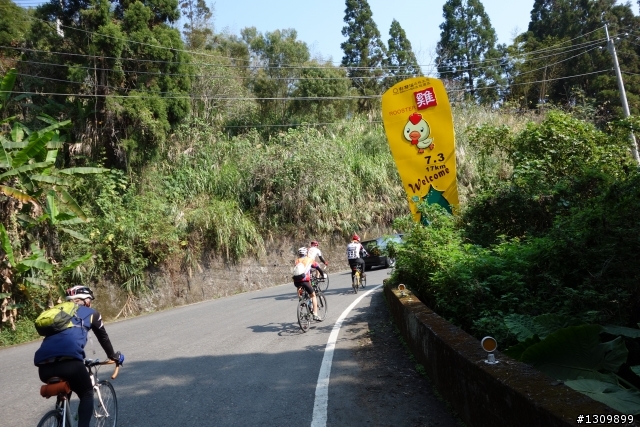 2013挑戰杉林溪兩大美景,洛陽牡丹、忘憂森林,