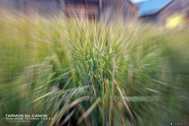 開箱兼分享600D+ TAMARON 18-270mm PZD B008 四處亂拍
