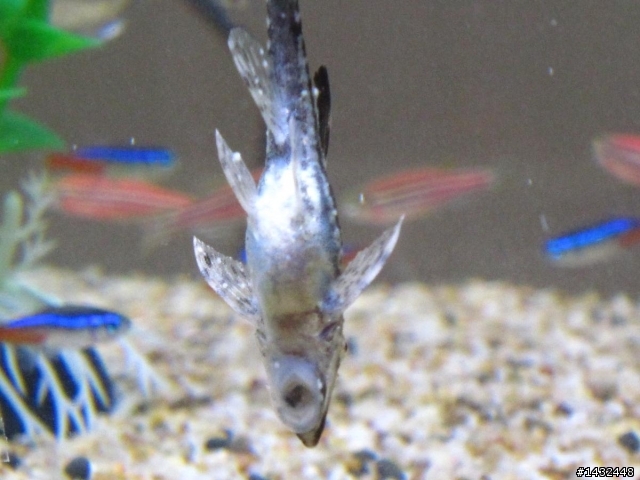 請問養魚高手我的魚生的是什麼病?