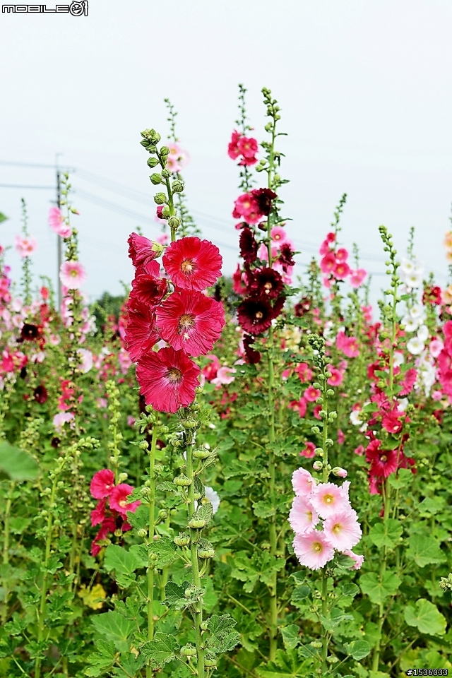 台南學甲竹竿花(蜀葵、一丈紅)