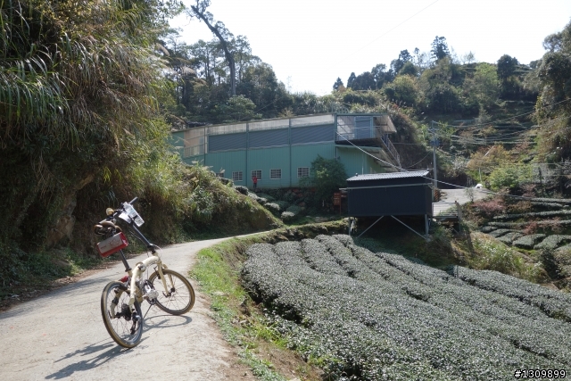 2013挑戰杉林溪兩大美景,洛陽牡丹、忘憂森林,