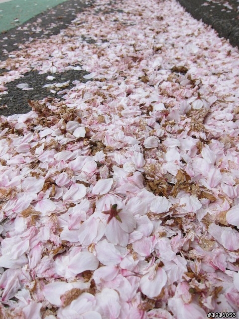 日大大さくら祭り/千鳥之淵/靖國神社/新宿御苑/目黑川賞櫻