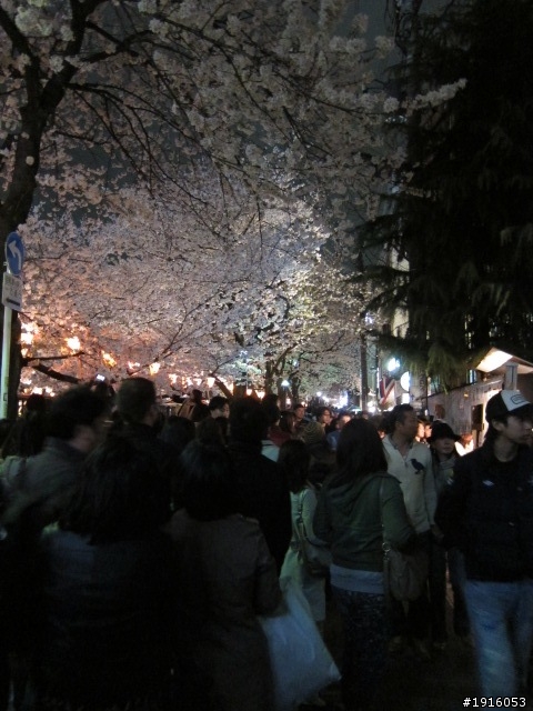 日大大さくら祭り/千鳥之淵/靖國神社/新宿御苑/目黑川賞櫻