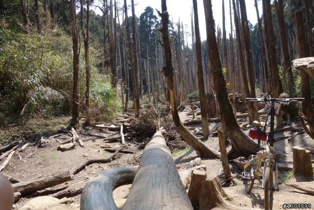 2013挑戰杉林溪兩大美景,洛陽牡丹、忘憂森林,