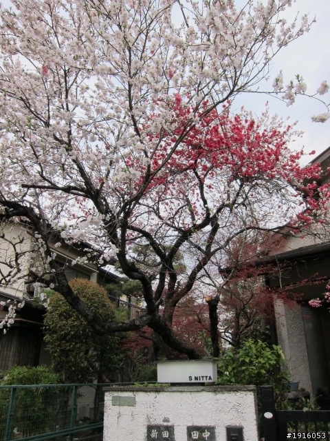 日大大さくら祭り/千鳥之淵/靖國神社/新宿御苑/目黑川賞櫻