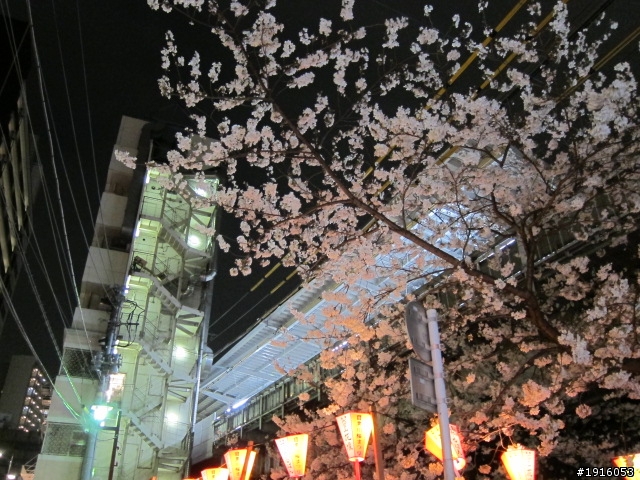 日大大さくら祭り/千鳥之淵/靖國神社/新宿御苑/目黑川賞櫻