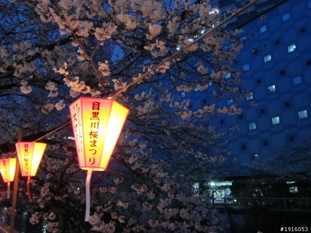 日大大さくら祭り/千鳥之淵/靖國神社/新宿御苑/目黑川賞櫻