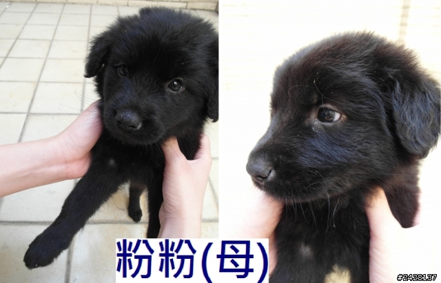 高雄楠梓某科技大學四隻狗寶寶,等待您的愛心認養(均已認養)