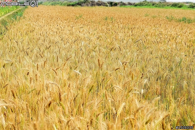 台南學甲竹竿花(蜀葵、一丈紅)