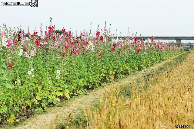 台南學甲竹竿花(蜀葵、一丈紅)