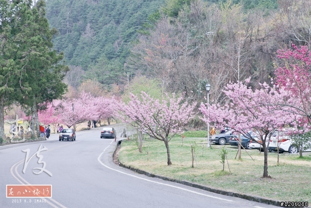 【台中‧武陵農場】夢境般的櫻花林