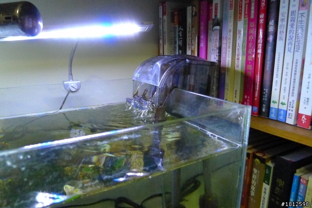 我也想問我的神仙魚怎麼了...