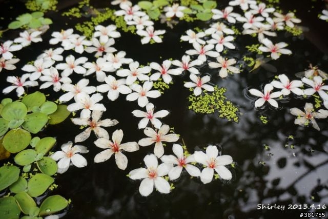 2013 雲林客家桐花祭