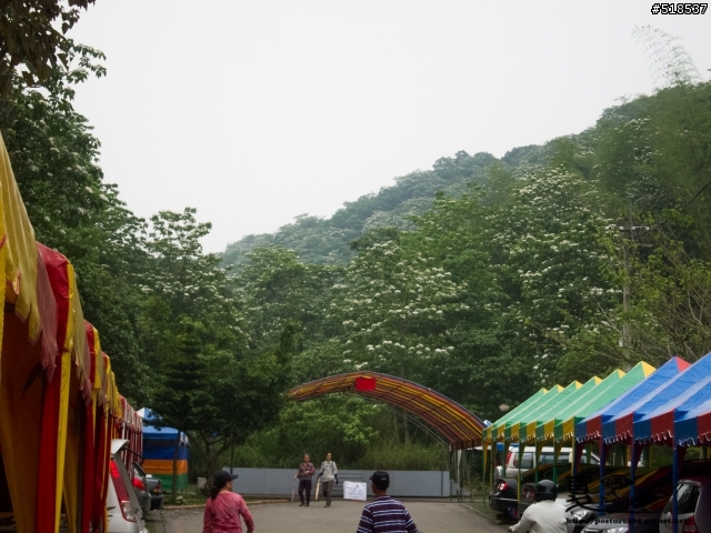 五月雪.彰化.藤山步道