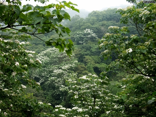 五月雪.彰化.藤山步道