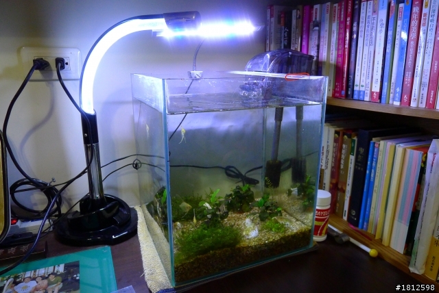 我也想問我的神仙魚怎麼了...