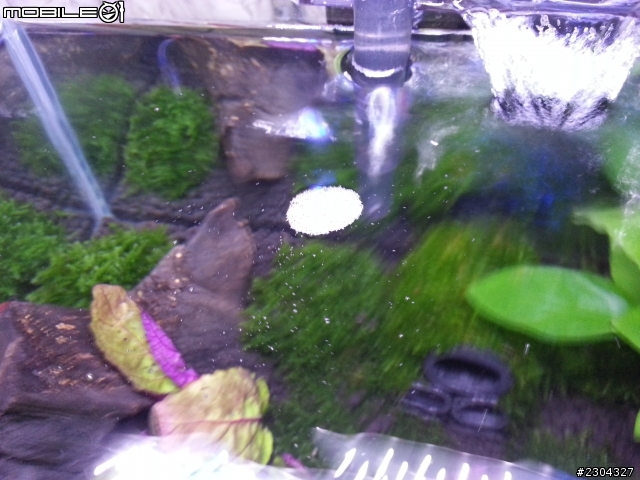 新手魚缸 請教 硝化菌