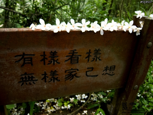 五月雪.彰化.藤山步道