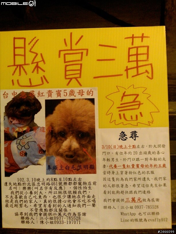 【台中尋狗】急尋紅貴賓,拾獲感謝金三萬元,最近有撿到紅貴賓的朋友,都可以跟我聯絡