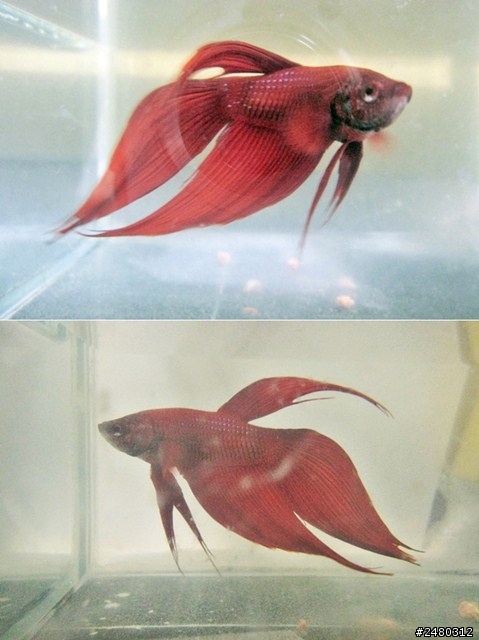 想請教一些新手養鬥魚的問題!