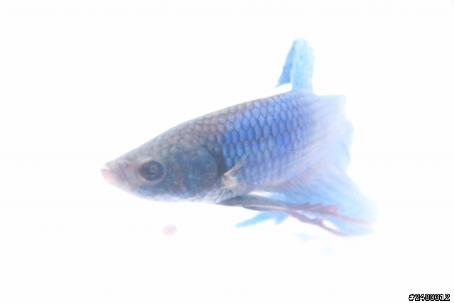 想請教一些新手養鬥魚的問題!