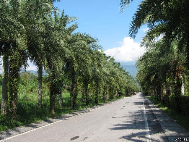 Focus 花蓮試駕輕旅行