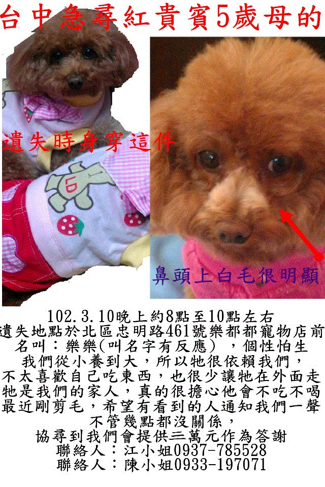 【台中尋狗】急尋紅貴賓,拾獲感謝金三萬元,最近有撿到紅貴賓的朋友,都可以跟我聯絡