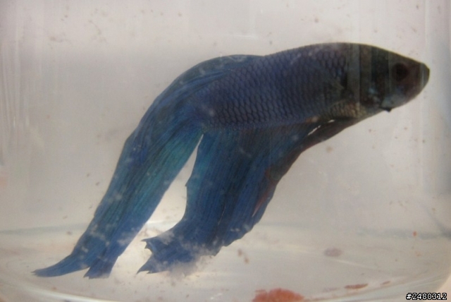 想請教一些新手養鬥魚的問題!