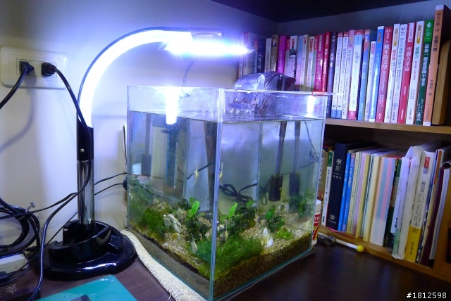 我也想問我的神仙魚怎麼了...