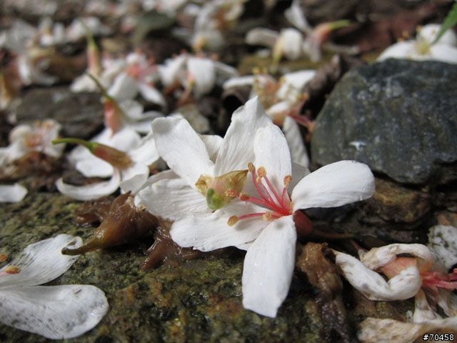 Focus 花蓮試駕輕旅行