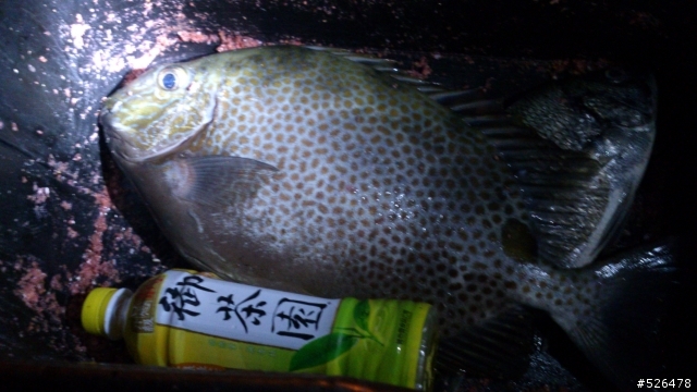 我的紀錄裡總算有隻像樣的魚了