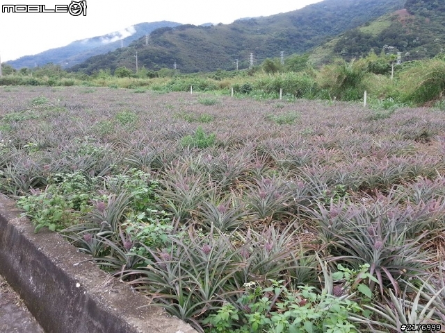 第一屆鹿野國際馬拉松