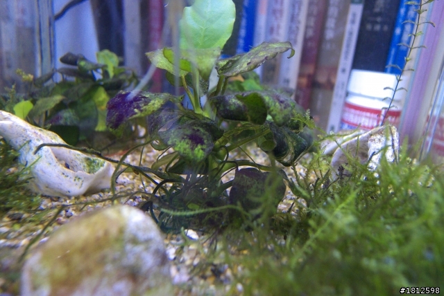 我也想問我的神仙魚怎麼了...