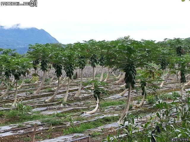 第一屆鹿野國際馬拉松