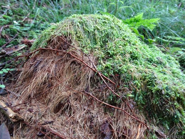 親子旅遊-雲鄉觀霧(下)