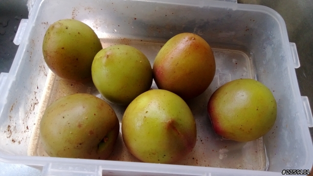 自製梅粉醃桃子 新增現切小桃子