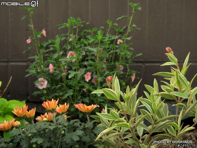 學生的花園亂亂搞DIY中~~